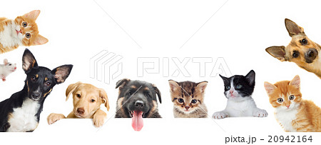 Collection of pet Collection of pet 20942164