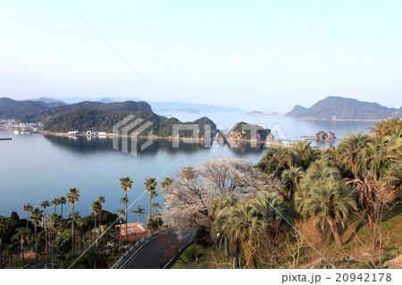 海岸に咲く山桜 20942178