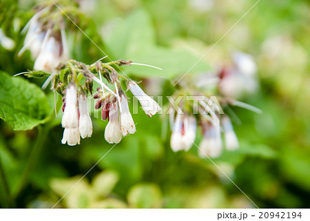 白い花のつぼみの写真素材