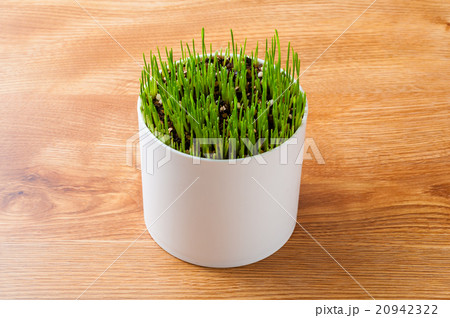 栽培中のペットグラス 20942322