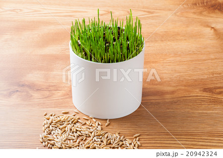 栽培中のペットグラスと種 20942324