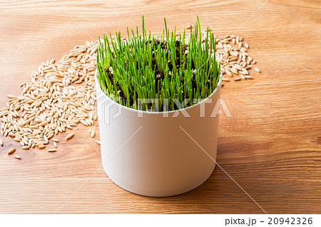 栽培中のペットグラスと種 20942326