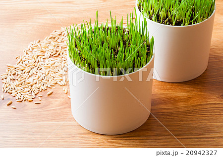 栽培中のペットグラスと種 20942327