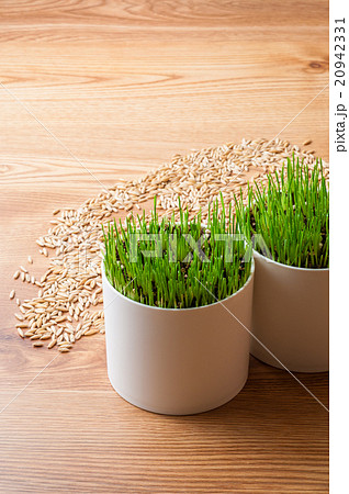 栽培中のペットグラスと種 20942331