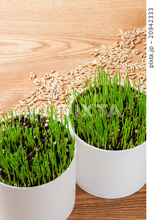 栽培中のペットグラスと種 20942333