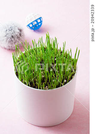 ペットグラスと猫のおもちゃ 20942339