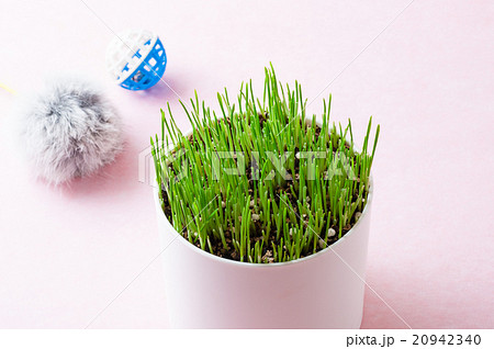 ペットグラスと猫のおもちゃ 20942340