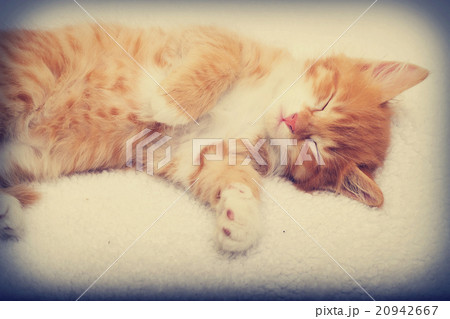 kitten sleeping 20942667