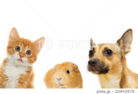 kitten and puppy and guinea pig 20942670