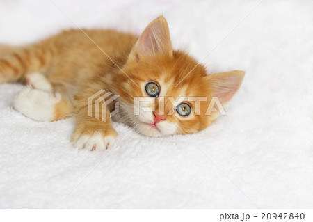 Cute ginger kitten looking 20942840