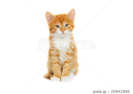 kitten looking kitten looking 20942906