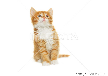 kitten looking kitten looking 20942907