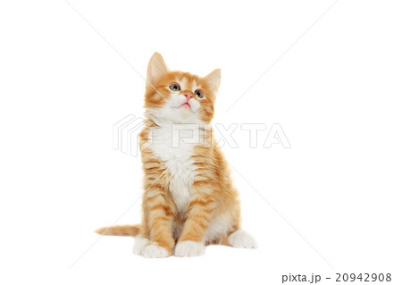 kitten looking 20942908