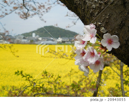菜の花と桜 菜の花と桜 20943055