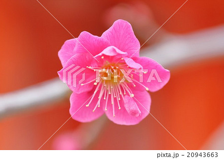 紅梅　北野天満宮 20943663