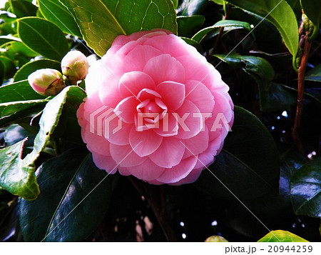 ピンクで八重咲き、可憐な乙女ツバキの花。 20944259