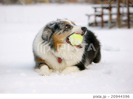 ボールをくわえる犬の写真素材