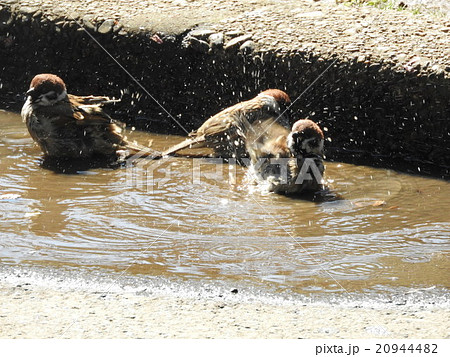 身体についた寄生虫を落とすため水浴びするスズメたち。 20944482