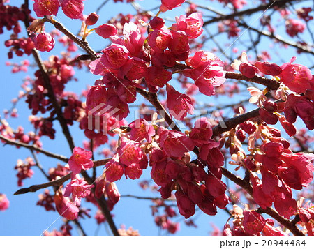 釣鐘状の可愛いピンク色の花が 下向きに咲く寒緋桜の花 の写真素材