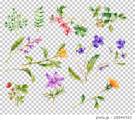 草花スケッチ01 20944583