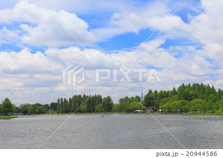 新緑の水元公園の水辺 20944586