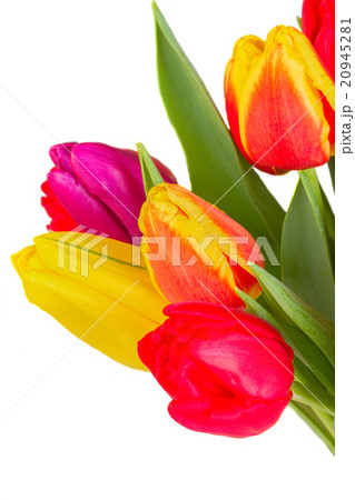 bouquet of yellow, purple and red tulips bouquet of yellow, purple and red tulips 20945281