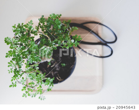 Green bonsai near to the Japanese scissors 20945643