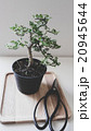 Green bonsai near to the Japanese scissors 20945644