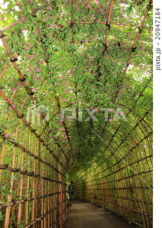 向島百花園　ハギのトンネル 20947184