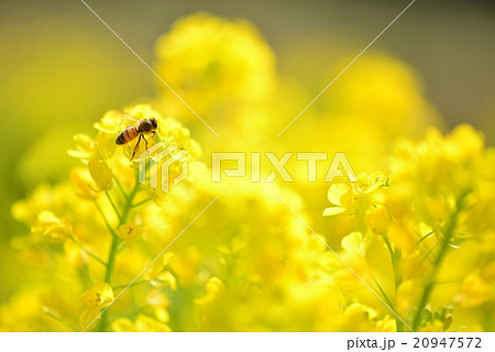 ミツバチの舞う朝の菜の花畑 20947572