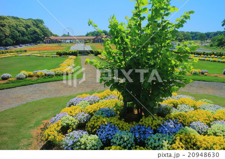 東京ドイツ村のエントランス 20948630