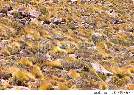 南米チリ北部アンデス山脈のアタカマ高地、乾燥した大地に芽吹いた高山植物 20949363
