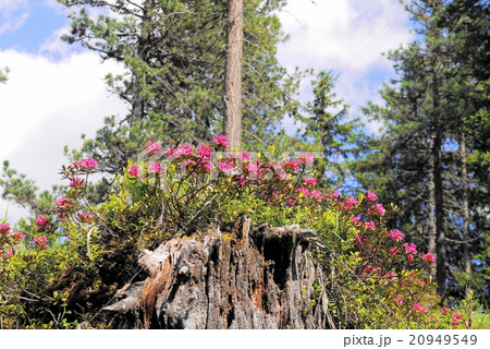 アルペンローゼ 20949549