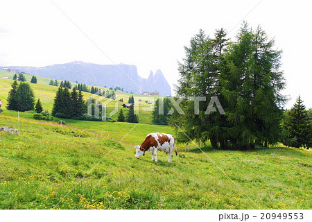 アルぺ・ディ・シウージ alpe di siusi ザイザー・アルム seiser alm アルぺ・ディ・シウージ alpe di siusi ザイザー・アルム seiser alm 20949553