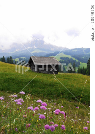 アルぺ・ディ・シウージ alpe di siusi ザイザー・アルム seiser alm アルぺ・ディ・シウージ alpe di siusi ザイザー・アルム seiser alm 20949556