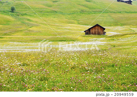 アルぺ・ディ・シウージ alpe di siusi ザイザー・アルム seiser alm アルぺ・ディ・シウージ alpe di siusi ザイザー・アルム seiser alm 20949559
