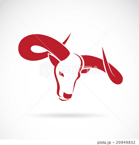 Vector image of a bull on white background 20949832