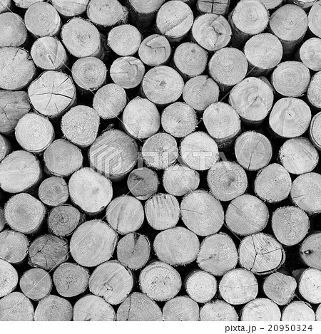 trees cut section texture 20950324