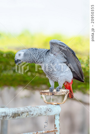 African Grey Parrot isolated 20950355