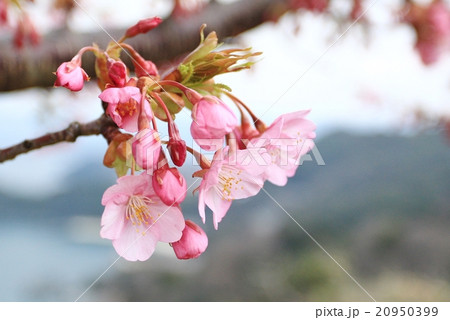 河津桜 河津桜 20950399