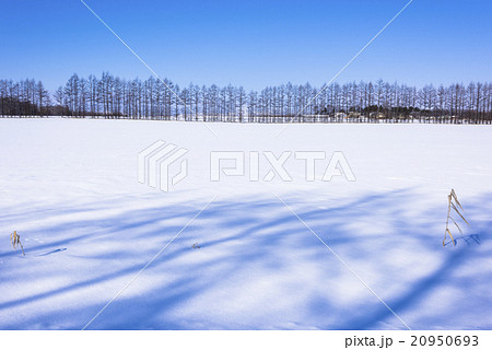 北の大地の雪景色 20950693