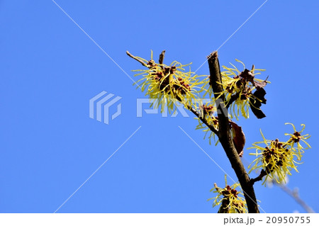 マンサクの花 20950755