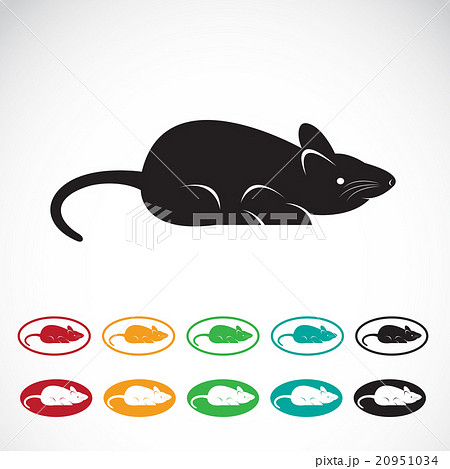 Vector image of an rat on a white background 20951034