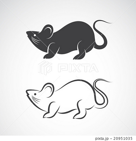 Vector image of an rat design on white background 20951035