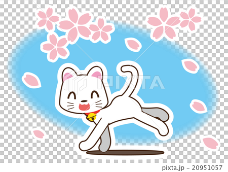 Cherry Blossoms Snowstorm and White Cat 20951057
