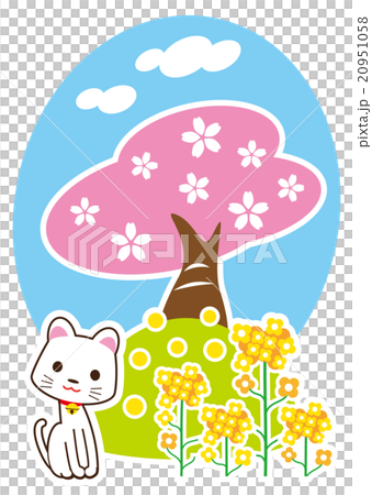 Rape flowers and cherry blossoms and white cats Rape flowers and cherry blossoms and white cats 20951058