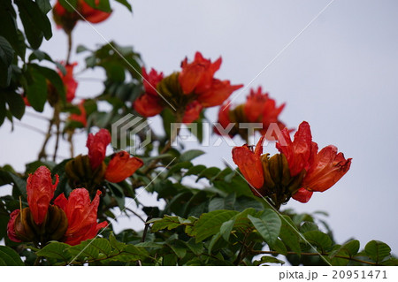 カエンボク 20951471