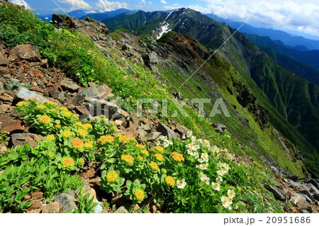 南アルプス・北岳の高山植物と間ノ岳への稜線 20951686
