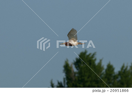 飛翔するアカガシラサギ 20951866