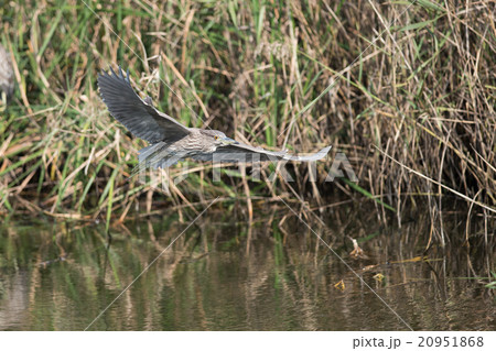 飛翔するゴイサギ幼鳥・ホシゴイ 20951868